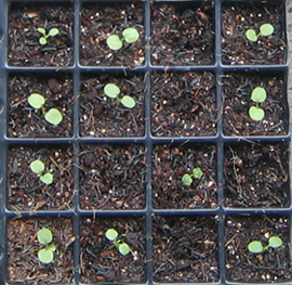 �ﲥҲ���......P13