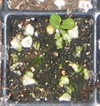 �ﲥҲ���......P13