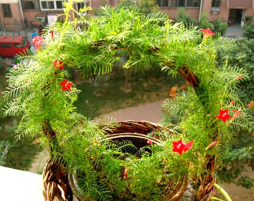 ��ʳ���������û�������(������԰СƷ)