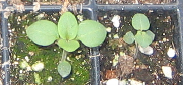 �ﲥҲ���......P13