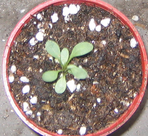 �ﲥҲ���......P13