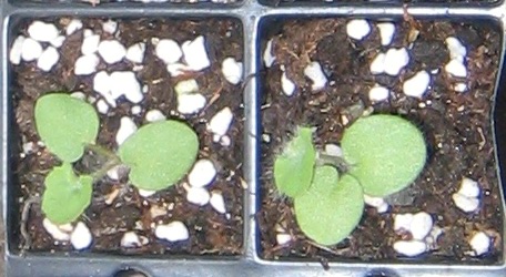 �ﲥҲ���......P13