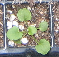 �ﲥҲ���......P13