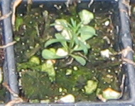 �ﲥҲ���......P13