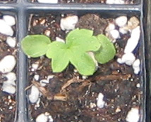 �ﲥҲ���......P13