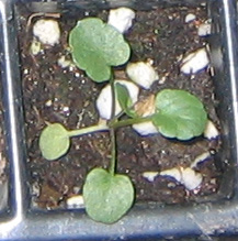 �ﲥҲ���......P13