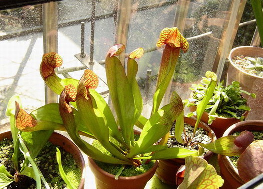 �ɳ��е�ƿ��