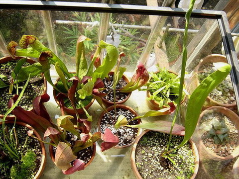 �ɳ��е�ƿ��