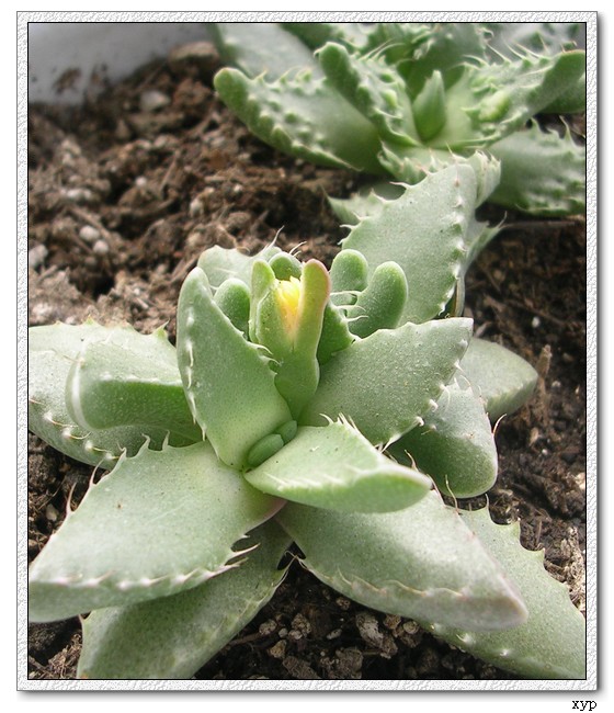 �м�����ǻ�����