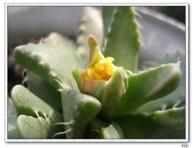 �м�����ǻ�����