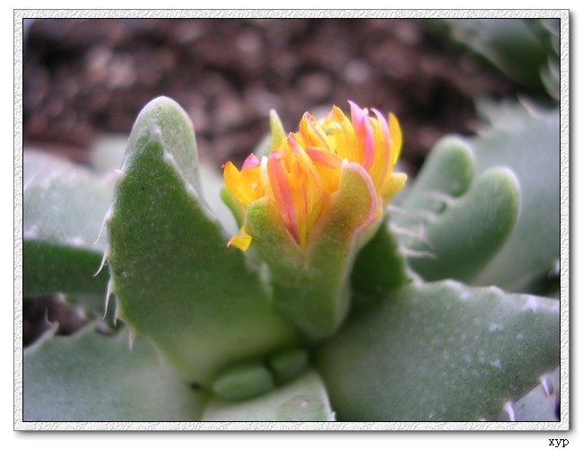 �м�����ǻ�����