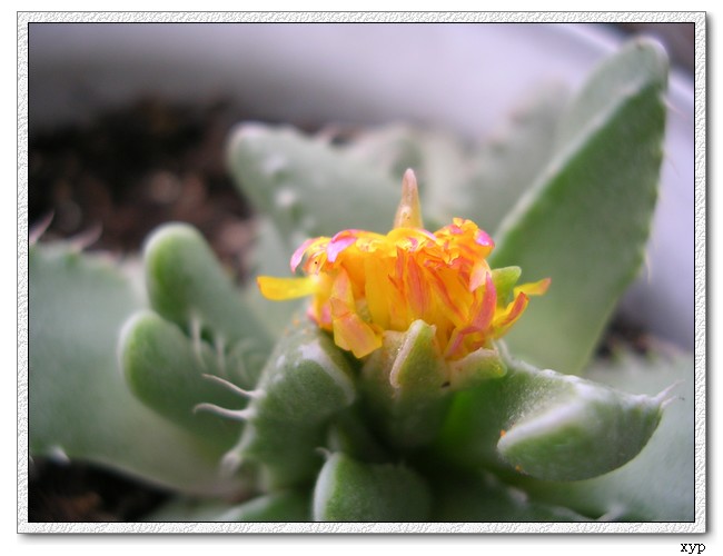 ����������