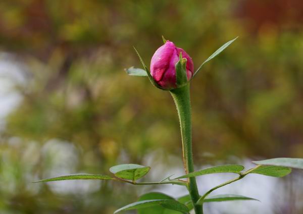 ���伯----�ҵ��¼���԰(�У�3���£�