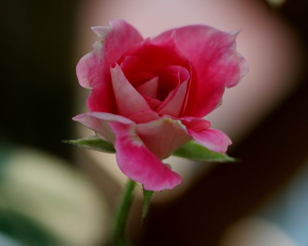 ���伯----�ҵ��¼���԰(�У�3���£�