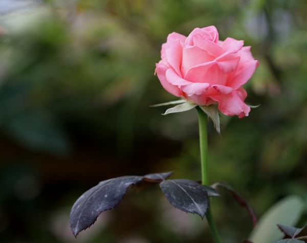 ���伯----�ҵ��¼���԰(�У�3���£�