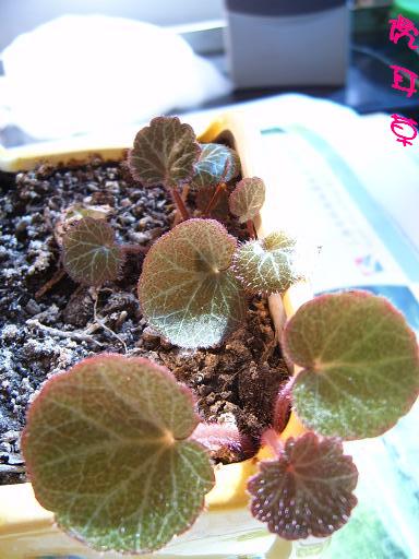 �ɰ���С�����ǣ�PP½�������С�����