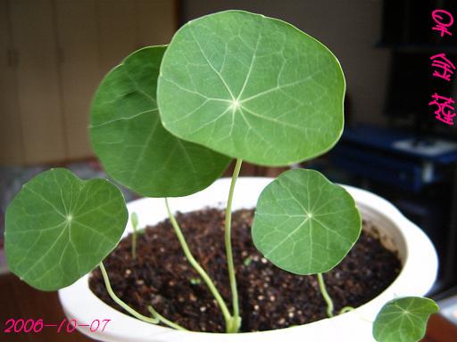 �ɰ���С�����ǣ�PP½�������С�����