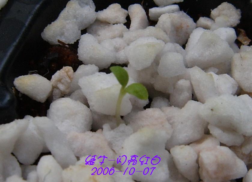 �ɰ���С�����ǣ�PP½�������С�����