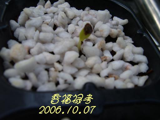 �ɰ���С�����ǣ�PP½�������С�����