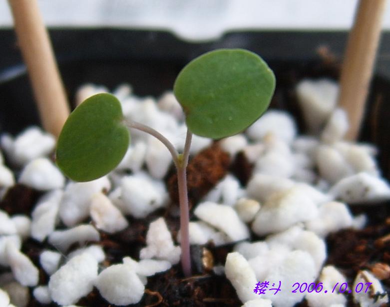 �ɰ���С�����ǣ�PP½�������С�����