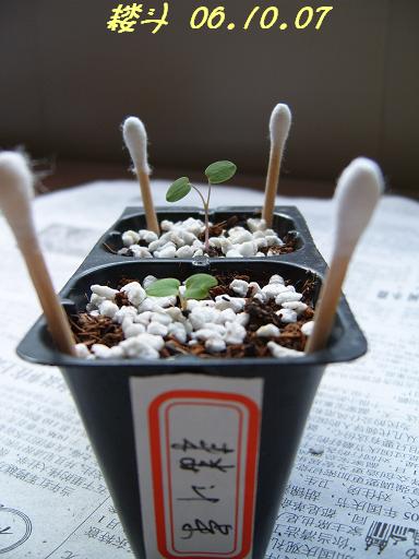 �ɰ���С�����ǣ�PP½�������С�����