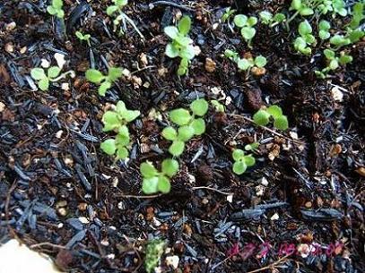 �ɰ���С�����ǣ�PP½�������С�����