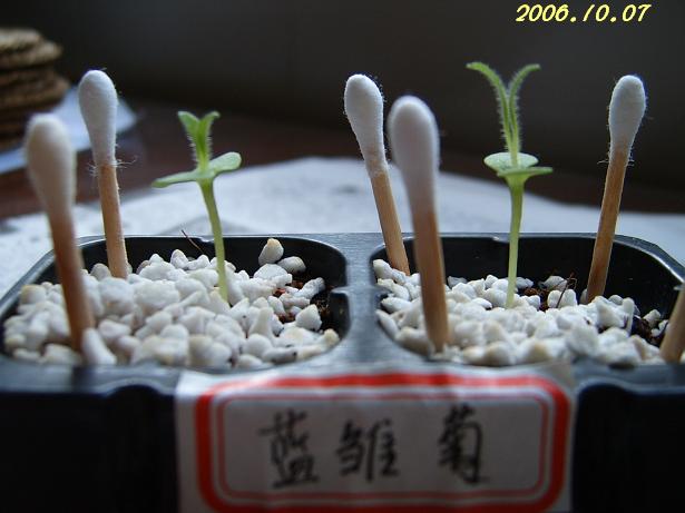 �ɰ���С�����ǣ�PP½�������С�����