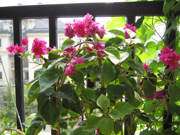 ������̨�ϵ�Ҷ�ӻ�������÷��