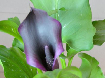 7���ŵĲ�ɫ����������~~