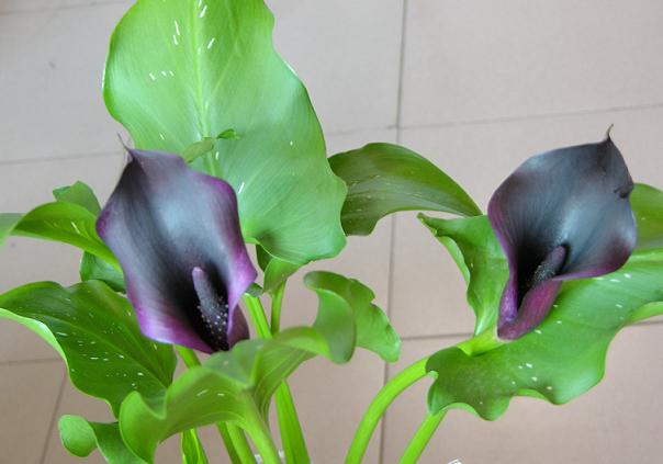 7���ŵĲ�ɫ����������~~