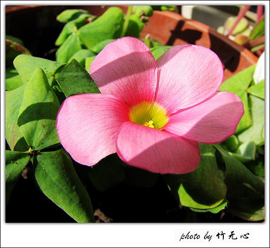 ����Ļ���~P2,��Ҷ��/�Ͻ���