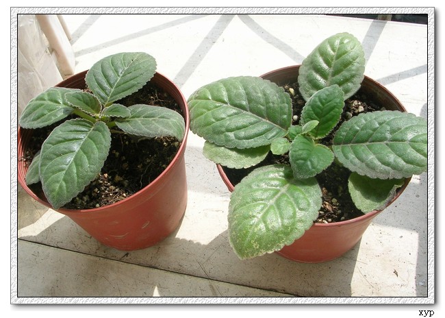 K��������ͩ�л���������