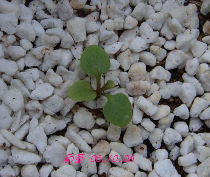 �ɰ���С�����ǣ�PP½�������С�����