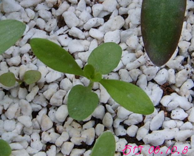 �ɰ���С�����ǣ�PP½�������С�����