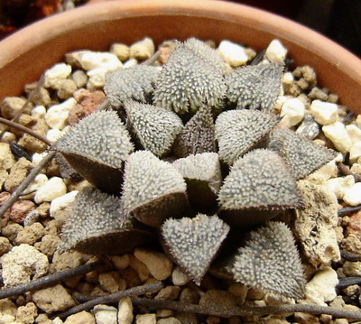 һ������