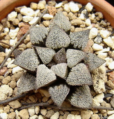 һ������