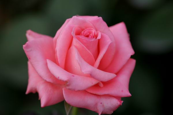 ���伯----�ҵ��¼���԰(�У�3���£�