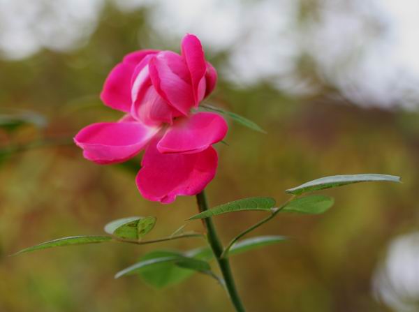 ���伯----�ҵ��¼���԰(�У�3���£�