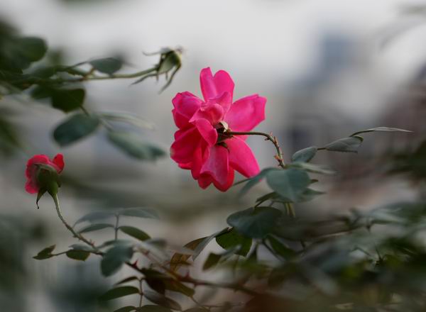 ���伯----�ҵ��¼���԰(�У�3���£�