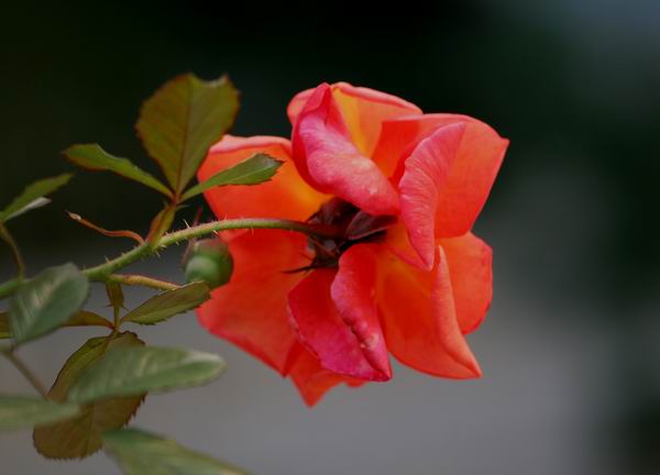 ���伯----�ҵ��¼���԰(�У�3���£�