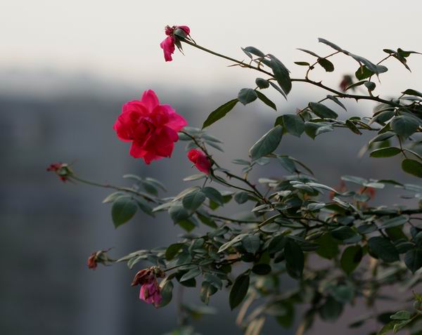 ���伯----�ҵ��¼���԰(�У�3���£�