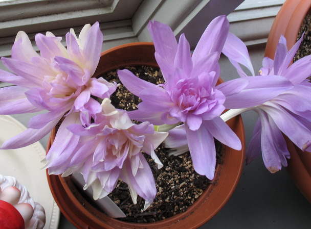 �ֵ��������