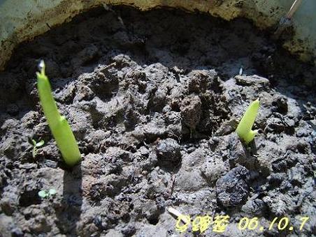 [��ͼ]������Ͳ�ͷ�ѿ�Ĳغ컨