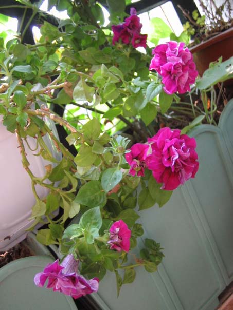 [��ͼ]��̨�����㱨(����PP)