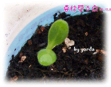 �ɰ���С�����ǣ�PP½�������С�����