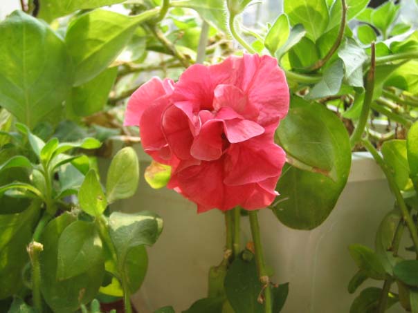 [��ͼ]��̨�����㱨(����PP)