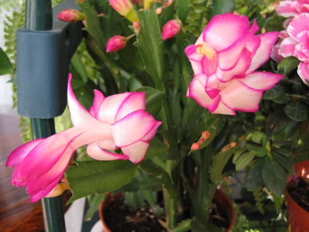 [��ͼ]��̨�����㱨(����PP)