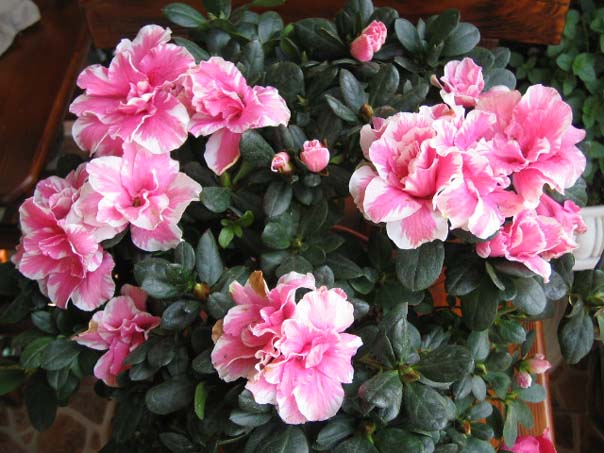 [��ͼ]��̨�����㱨(����PP)