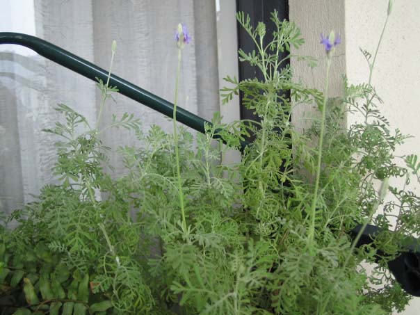 [��ͼ]��̨�����㱨(����PP)