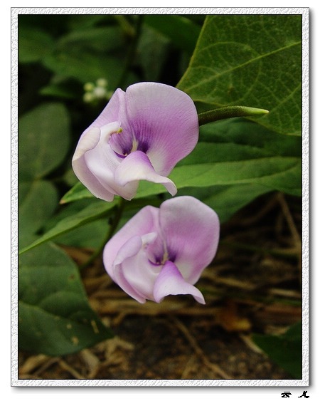 ��ɢ�Լ�������